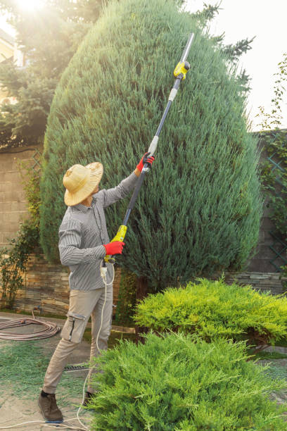 Professional Tree Removal and Landscaping Services in Alva, FL